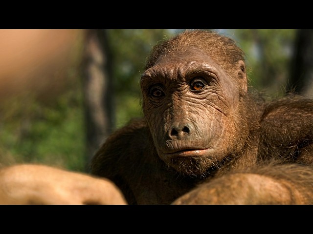 Toumaï, the New Ancestor