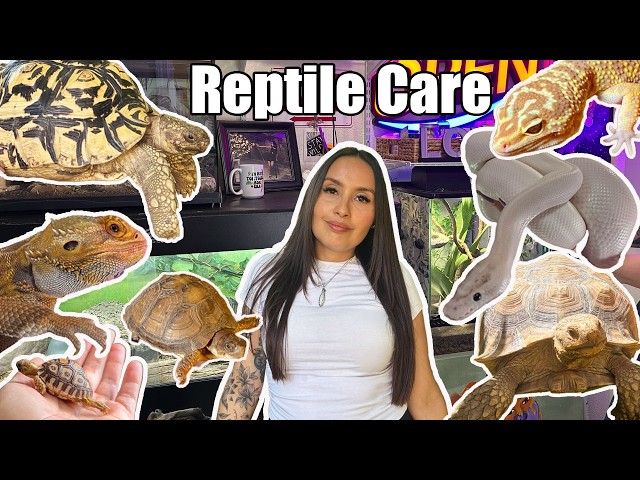 Reptile Chores Vlog