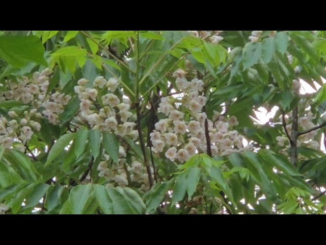 鐘萼木（伯樂樹、鐘古樹）～陽明山國家公園😃