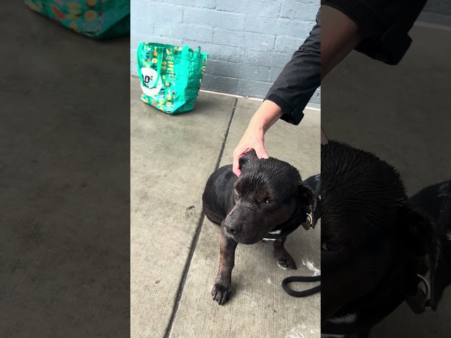 NEW A5687734 Jazz | Staffordshire Terrier