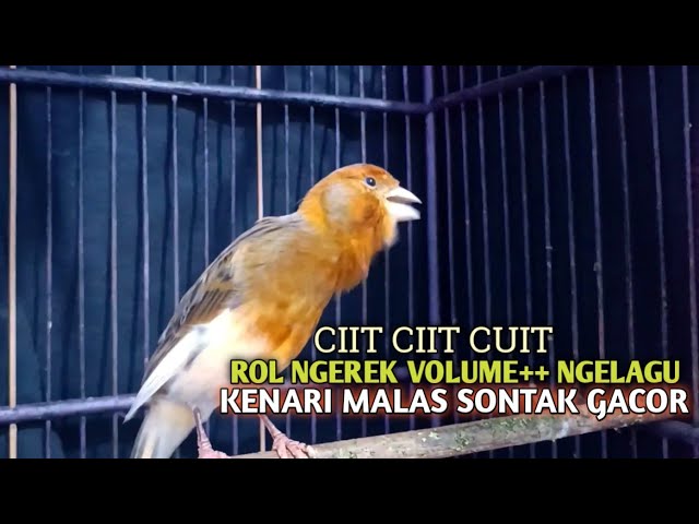 kenari gacor panjang Cuit Cuit EMOSI, Pancingan Kenari Paud Belajar Bunyi, terapi AMPUH Kenari MACET