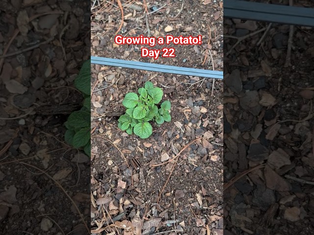 It Actually Grew! Store Potato Day 22 🥔