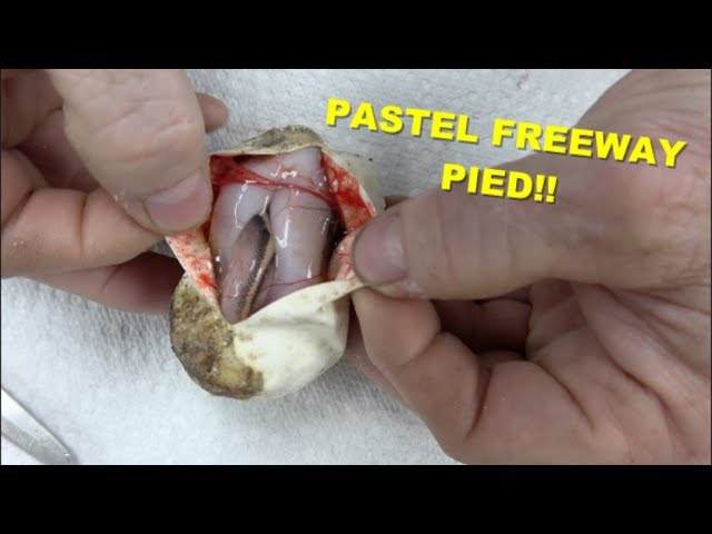 My Very First Pastel Freeway Pied !!!