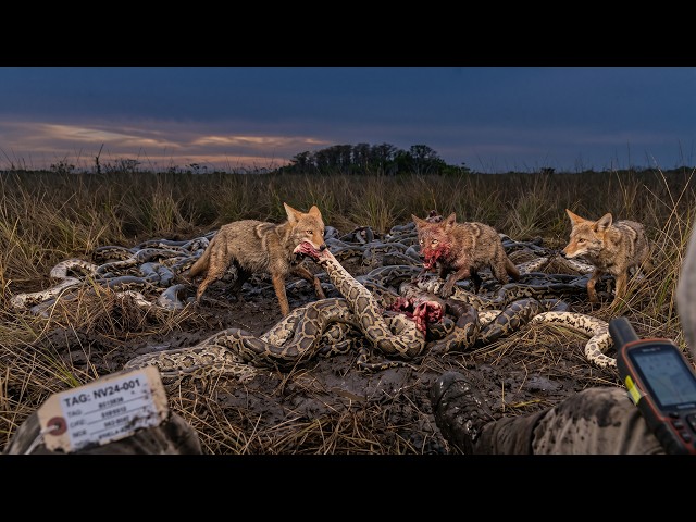 The Pet That Ate the Everglades