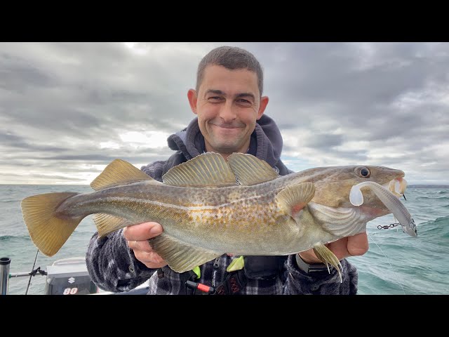Fishing for Cod, Bass and Pollack with Lures - Sea Fishing UK | The Fish Locker