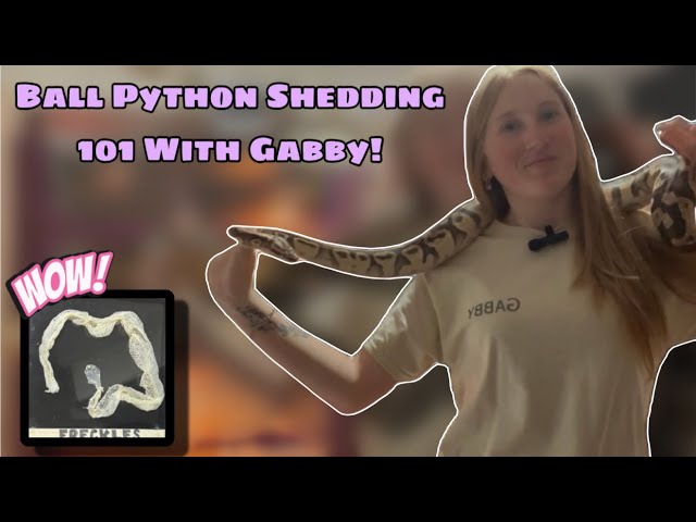 Why are my Ball pythons eyes blue? Here Gabby will go through all the ball python shedding 101s