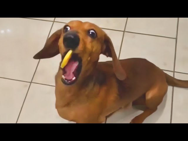 Unexpected Laugh with these Funny Dogs - Best Funniest Dog Videos of The Year