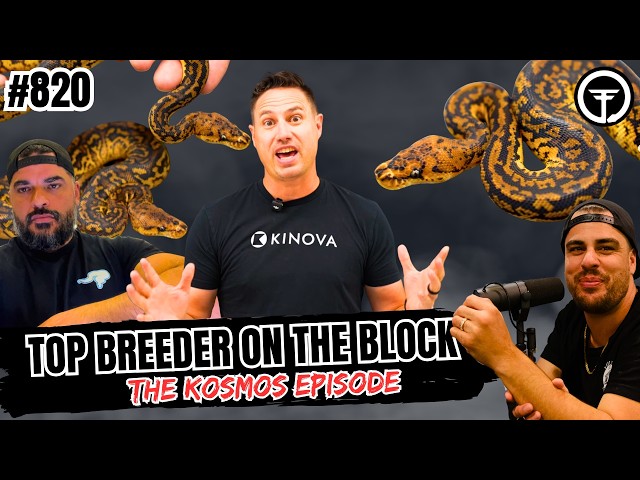Is Kosmos The BEST Granite Gene In The Ball Python Game? | Top Breeder On The Block Ep.820 (Live)