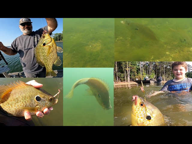 Shellcracker Lake Murray 2026