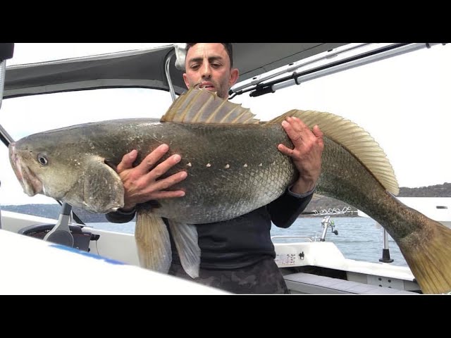 40KG SCREAMING JEWFISH RUN ! BIGGEST JEWFISH TAKEN IN THE HAWKSBURY IN YEARS !!!  #MASSIVE