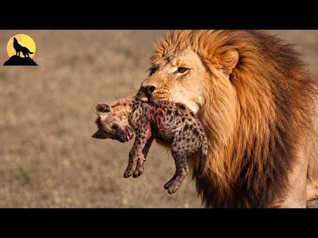 Leones Caídos | La Guerra Sin Piedad de la Naturaleza Salvaje | animales salvajes