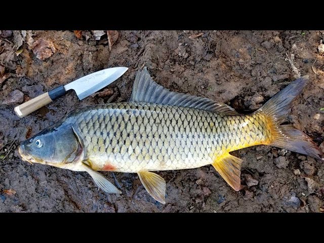 How to Catch Clean & Cook Carp - Simple Carp Recipe & Carp Fishing Tips