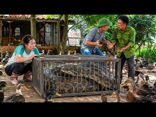72 Hours of Terror: Catching a Giant Python That Invades a Farm and Threatens a Girl and the Animals