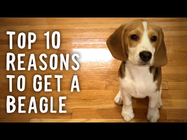 Las 10 razones principales para tener un beagle