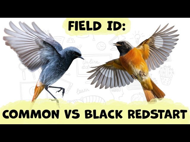 Bird Identification Guide: COMMON REDSTART vs BLACK REDSTART