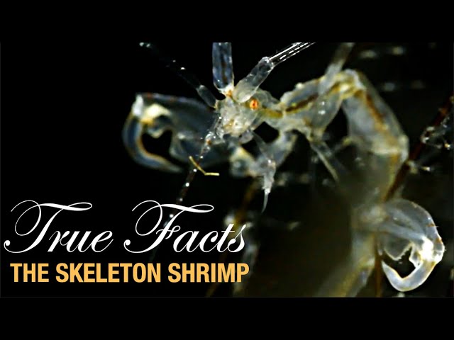 True Facts: The Skeleton Shrimp
