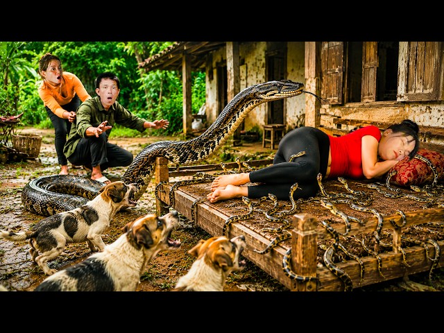 72 Hours Survival: Giant Python Crawls Onto Her Bed While She Sleeps — Dogs Sound the Alarm!