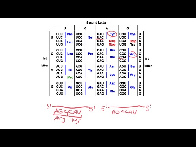 How to read a codon chart
