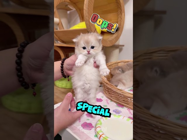 Teaching Baby Cats to Drink Milk Be Like… 💀🤣