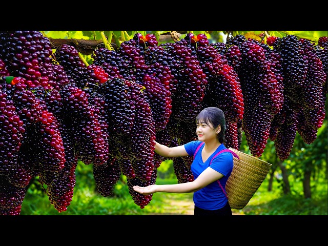 Ly Trieu Ca: Harvesting giant sweet wild mulberries - How to make special traditional mulberry wine