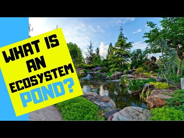 What Is An Ecosystem Pond? | Aquascape Explained!