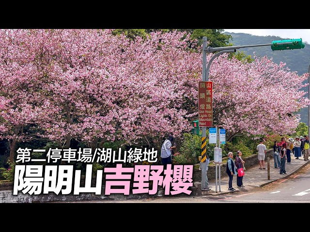 陽明山第二停車場/湖山綠地吉野櫻花況（2026/3/25）｜4K HDR｜Taipei Yangmingshan Cherry Blossom Festival #sakura