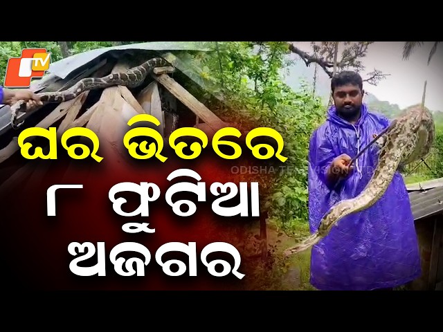 8-Foot Python Found Inside House After Killing Chickens in Balasore