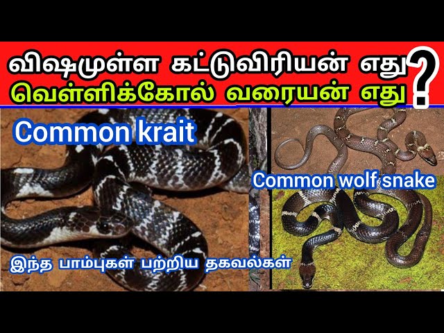 How to identify the common krait and common wolf snake? | Snake_Saga