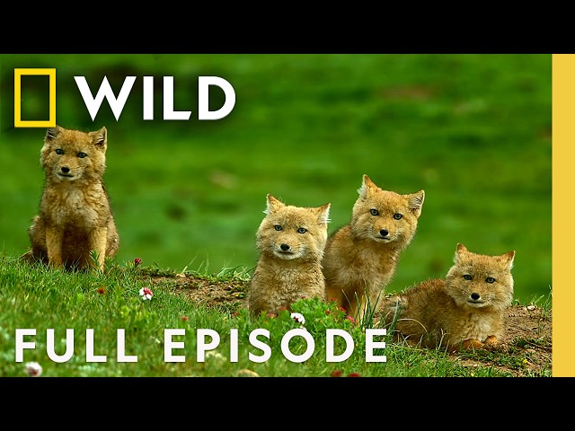 Rare Wildlife of China’s Mountains (Full Episode) | The Hidden Kingdoms of China | Nat Geo Animals