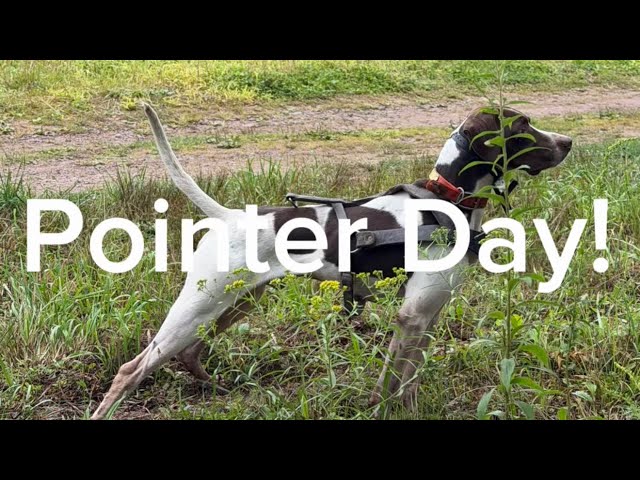 Pointer Day! 