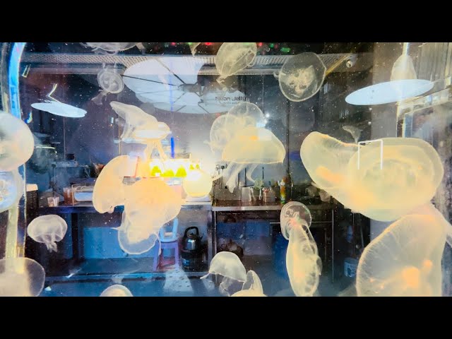 [4K60FPS] School Holidays Activities at Aquaria KLCC (Malaysia)