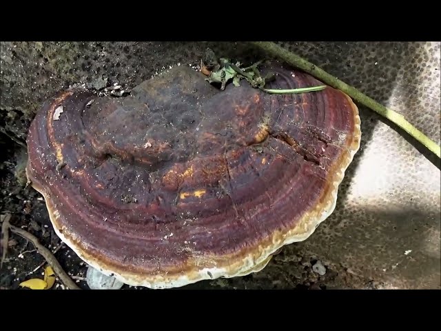 Unlocking the Secrets of Ganoderma Lucidum in skincare