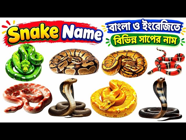 Snake Names for Kids | Snake Vocabulary for Toddlers | Snake Names English to Bengali