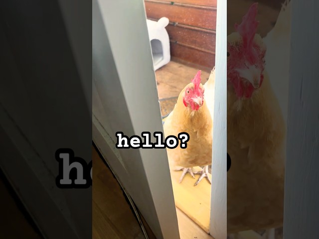 OMG! My Chicken ACTS Like a DOG 😂🐔