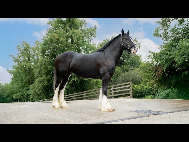 Heartbreaking News About Our Shire Horse Ruby