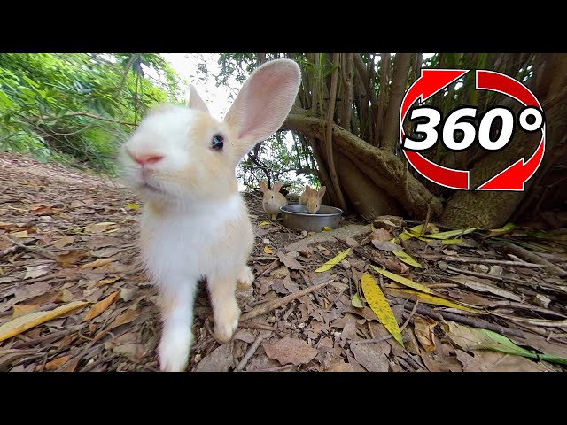 VR 360° | Rabbit "I heard that you can get food, so I came!"