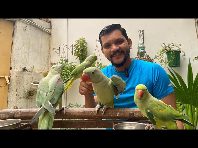 1 Hafte mein parrot bolne lagega! Asaan tricks! | PBI Official