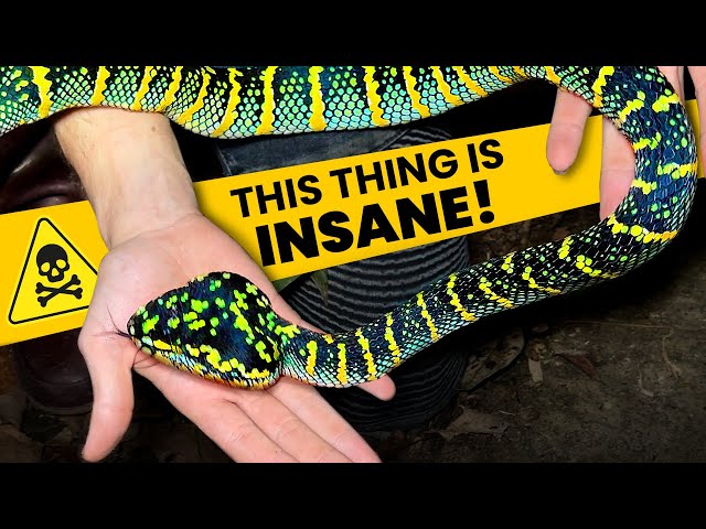 The BIGGEST TEMPLE VIPER I've ever seen!!!