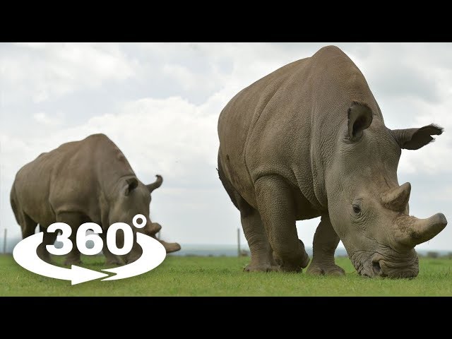 NOSOROŻEC BIAŁY (WHITE RHINOCEROS) - ZOO CHORZÓW 360° (VR)