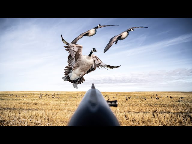 4 GUYS 32 BIRDS! FIRST ALBERTA GOOSE HUNT!