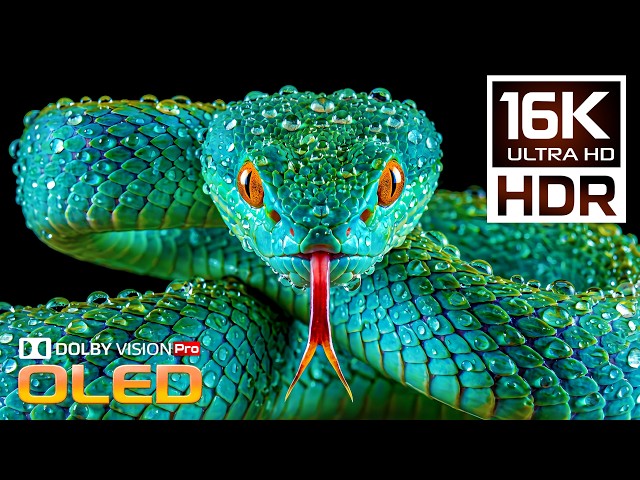 Unbelievable Nature 4K Video | Stunning Dolby Vision 4K HDR 120FPS | 16K/8K Ultra HD OLED TV Test