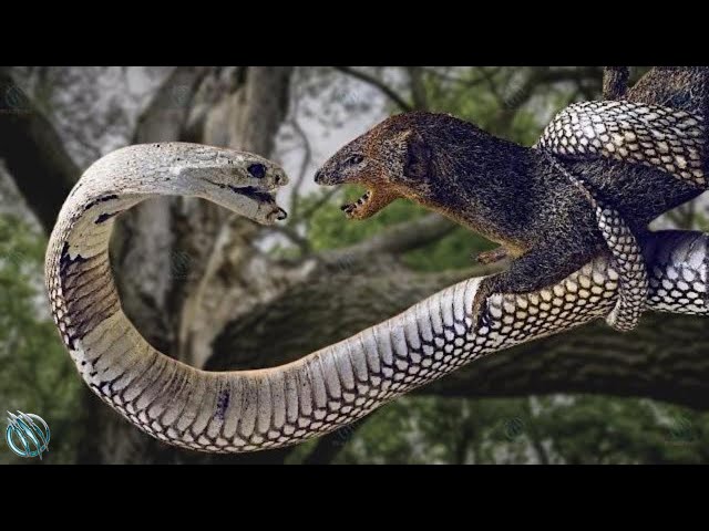 MONGOOSE ─ Even The King Cobra and Black Mamba Fear This Snake Killer