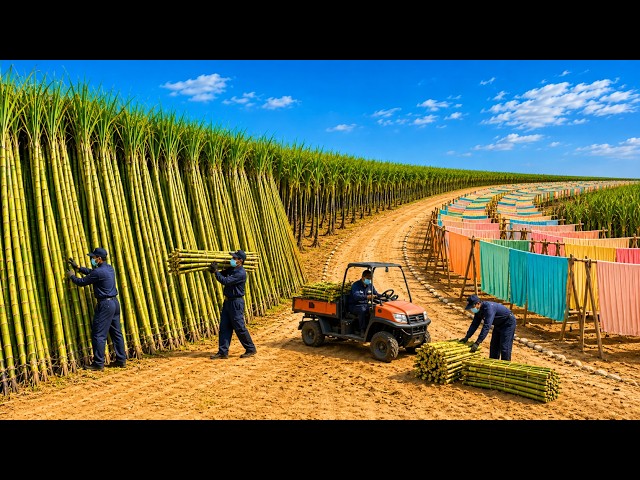 How Millions of Sugarcane Become Soft Clothes | Full Factory Process | 4K Documentary