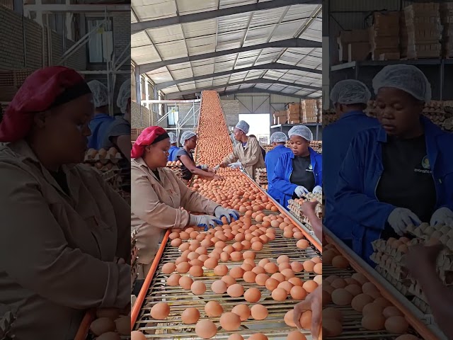 Central Egg Collection System | Efficient Egg Gathering for Large Layer Chicken Farm #chickencage