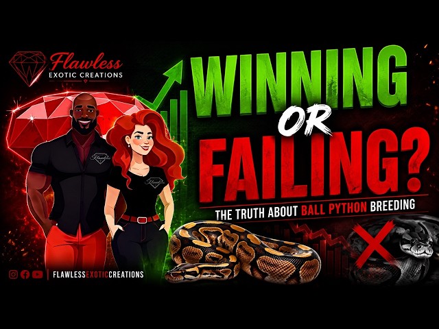 Are We Actually Ready to Breed Ball Pythons? The Truth May Surprise You