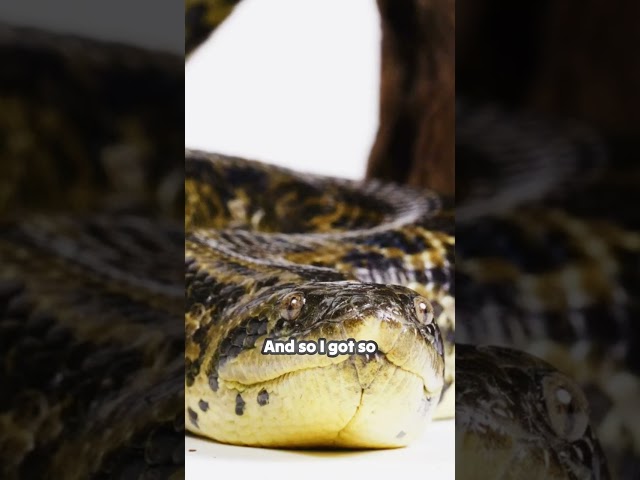 Innovation Born from Frustration: Discover the Story Behind PyTabular!