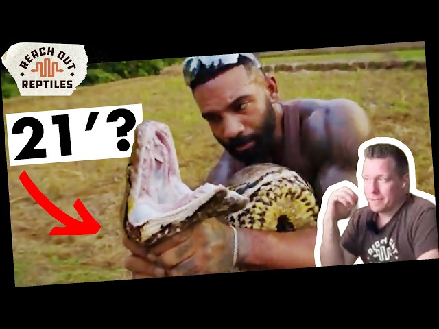 Giant Python Found in the WILD?  Is this LEGIT??