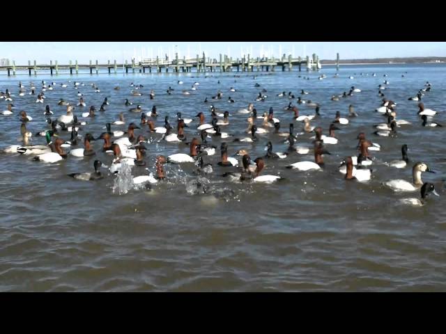 Canvasback feeding frenzy