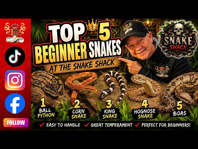 5 starter snakes broken down for new keepers
