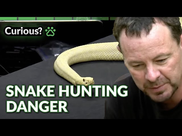 Tracking Dusky Pygmy Rattlesnakes at Night | Python Hunters